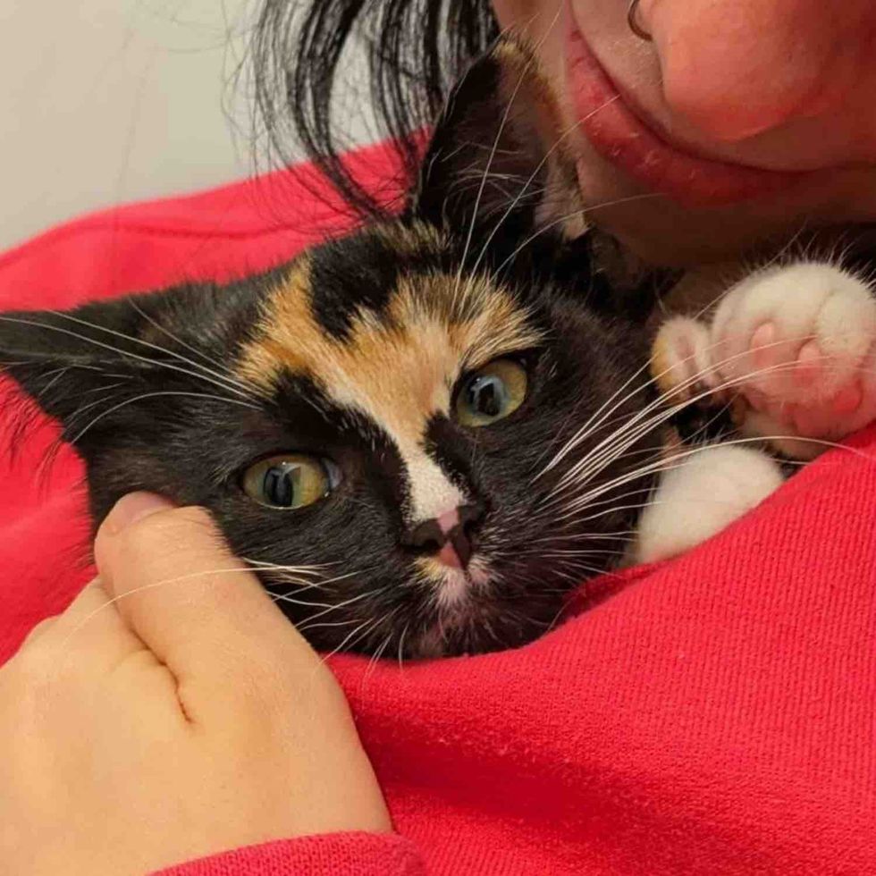 snuggly kitten cat hug