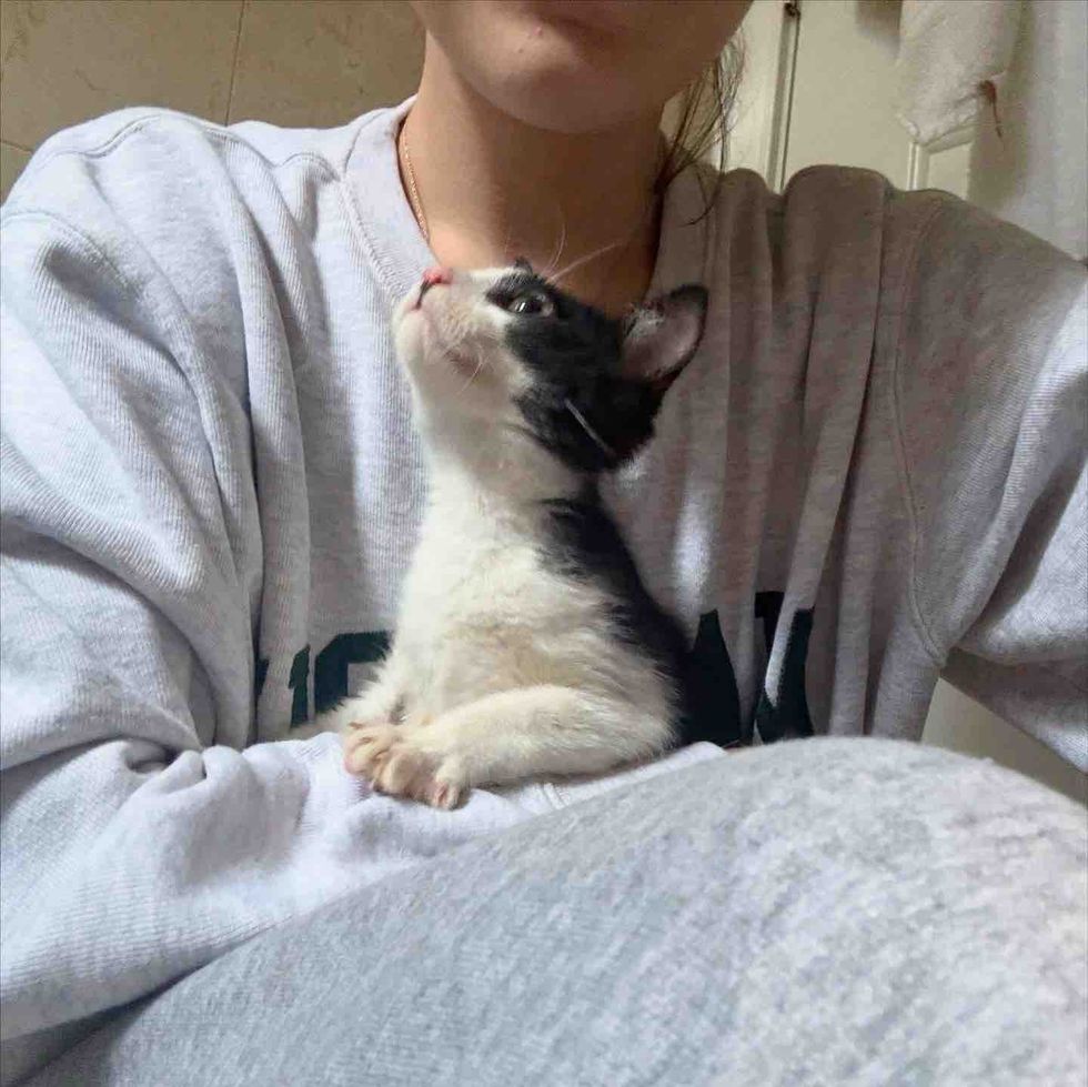 snuggly kitten cuddles