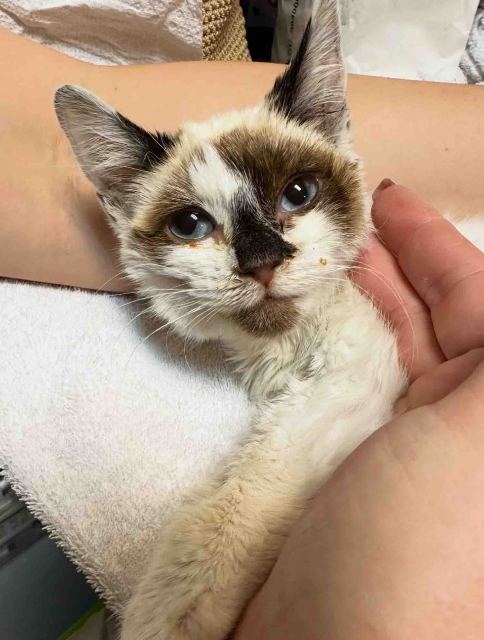 snuggly kitten fighter