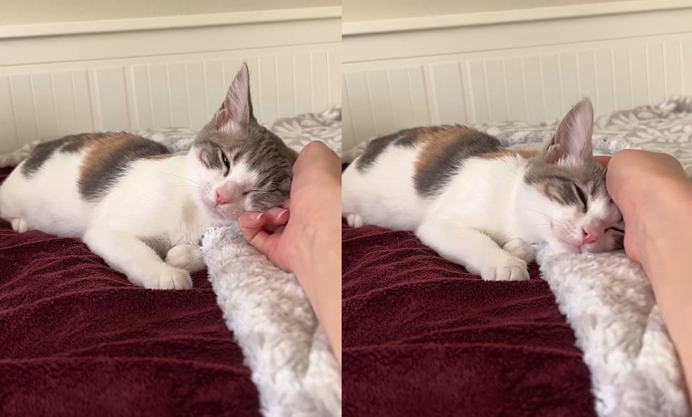 snuggly kitten happy