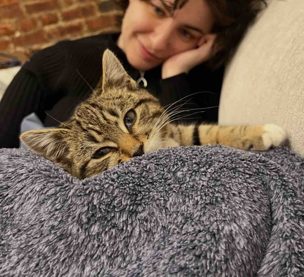 snuggly kitten indoors