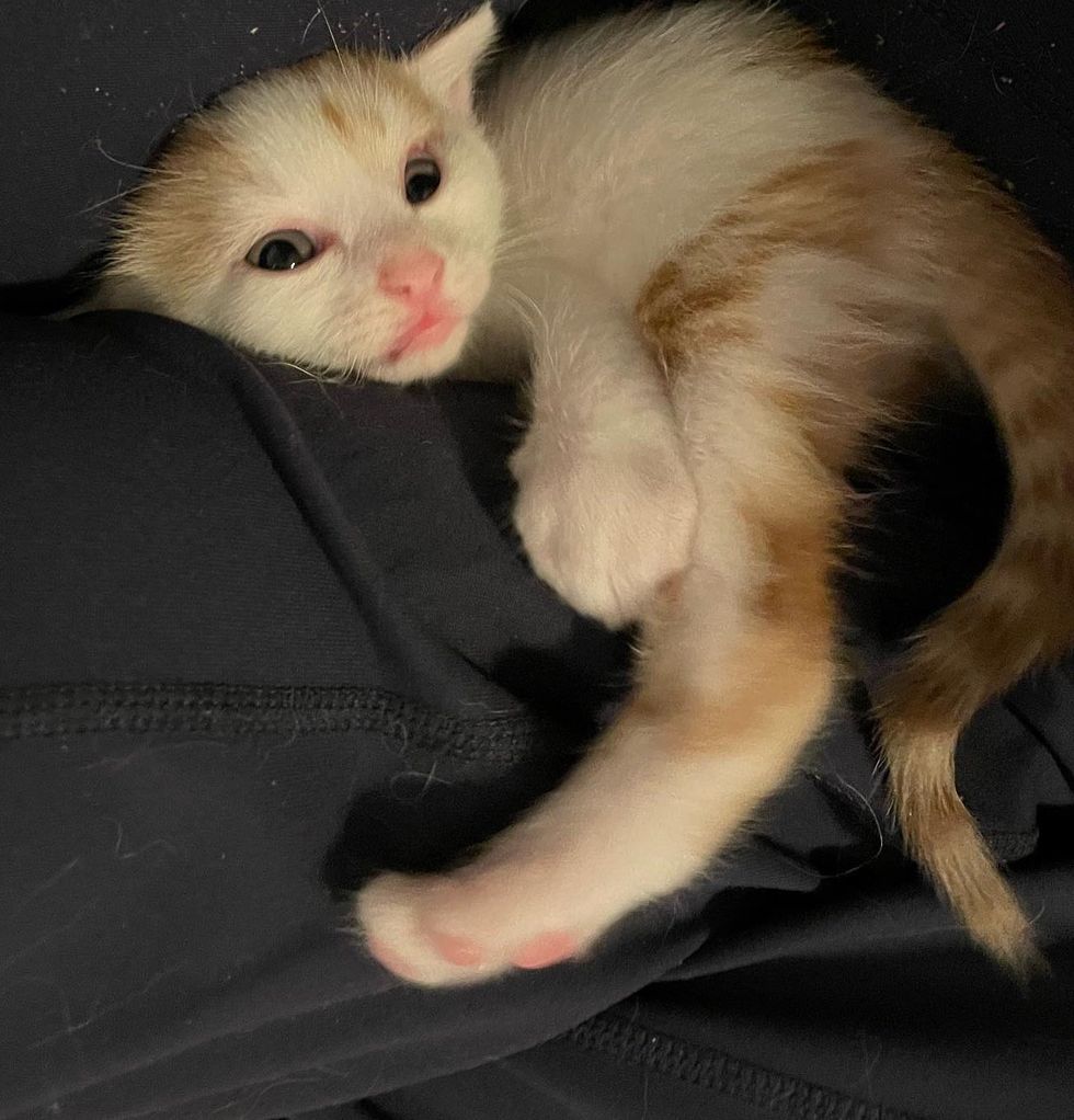 snuggly kitten lap cat