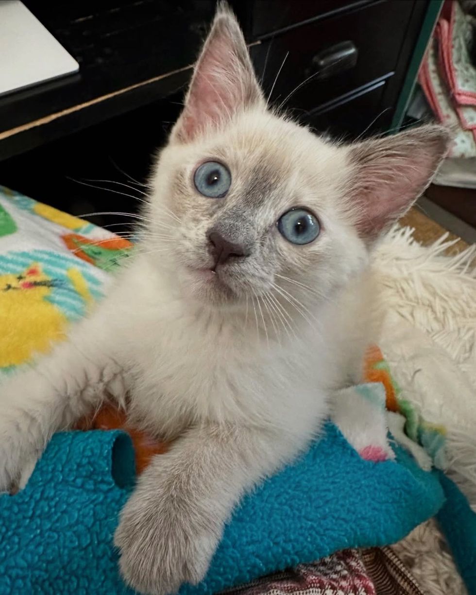 snuggly kitten lap cat