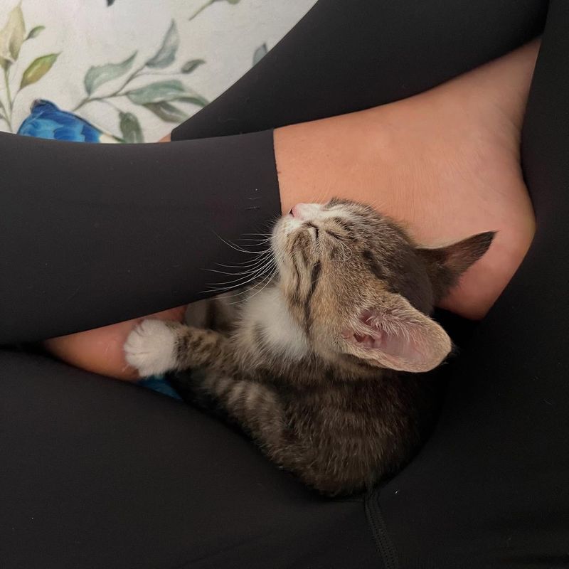 snuggly kitten lap cat