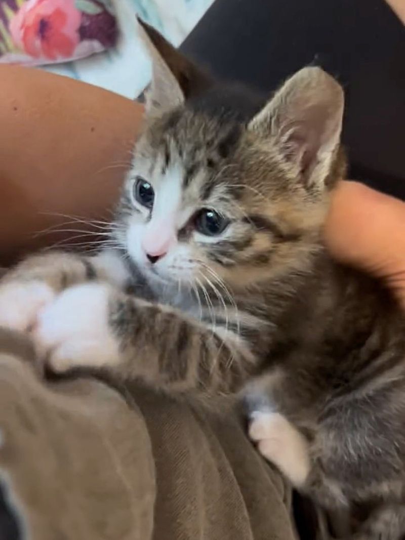 snuggly kitten lap cat