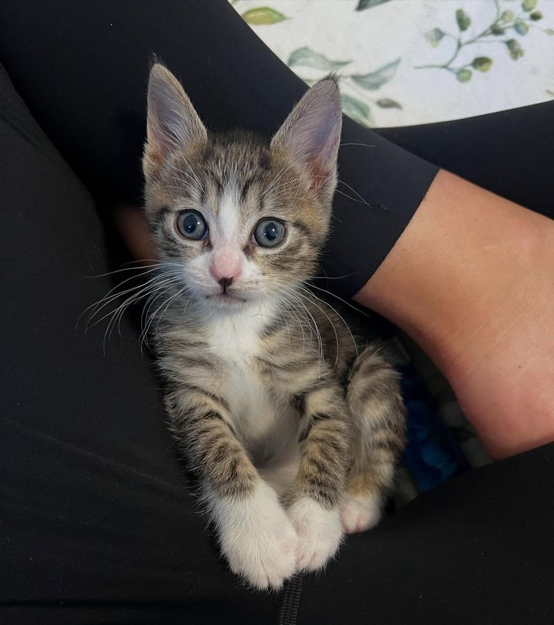snuggly kitten lap cat