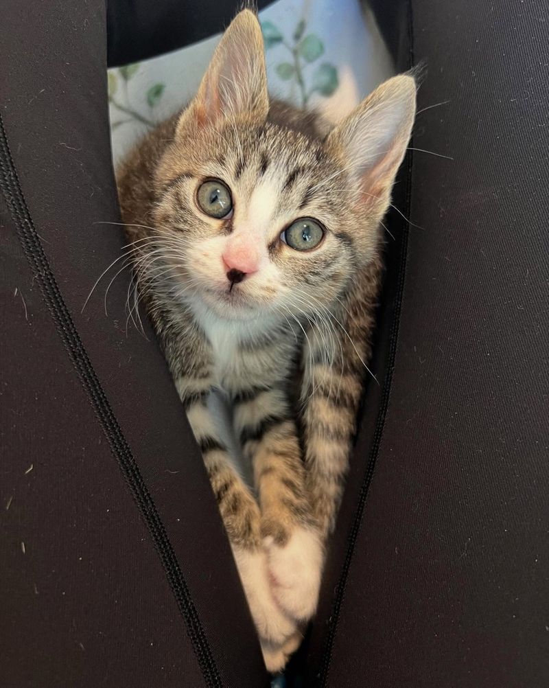 snuggly kitten lap cat