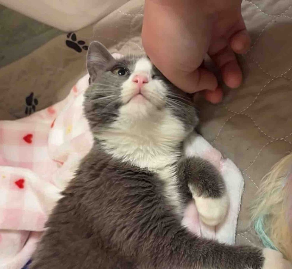 snuggly kitten lovebug