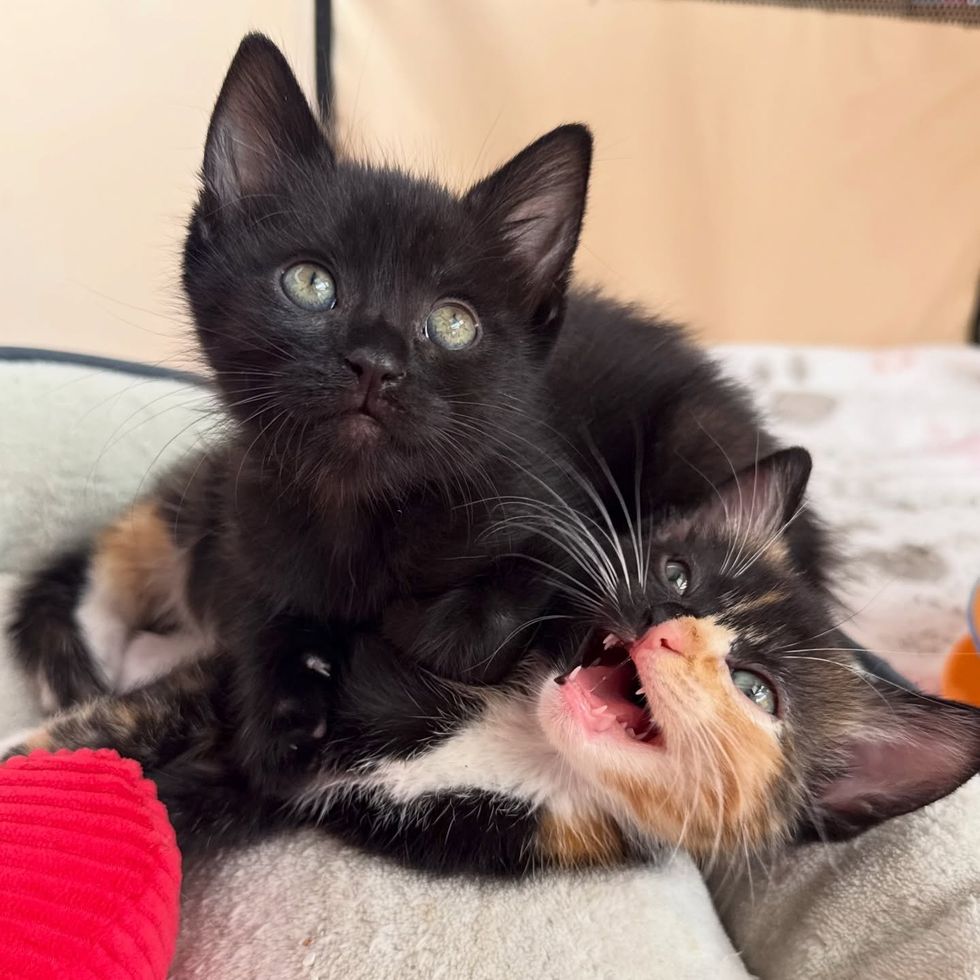 snuggly kitten sisters