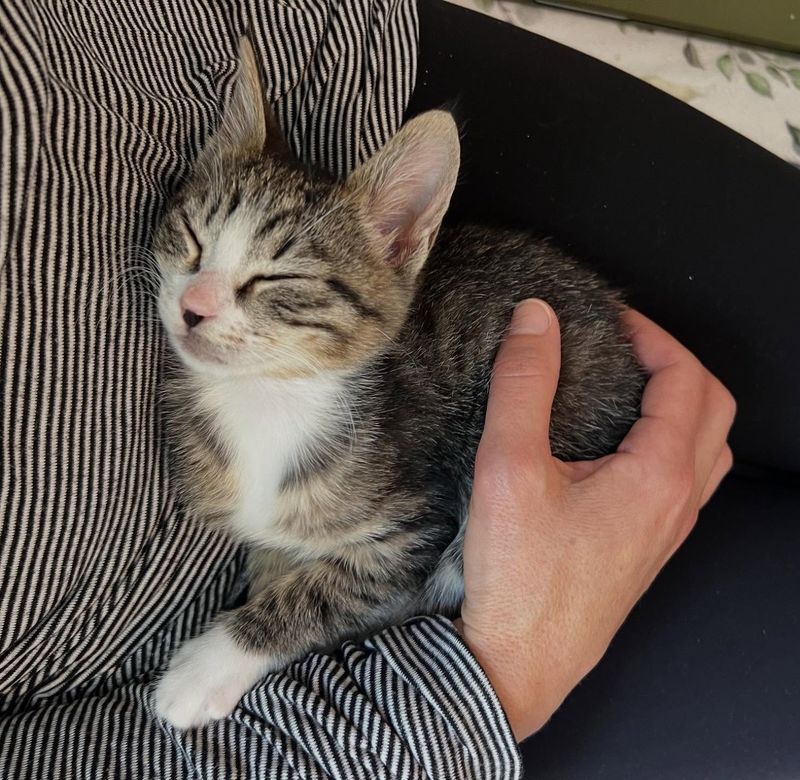 snuggly kitten sleep lap cat