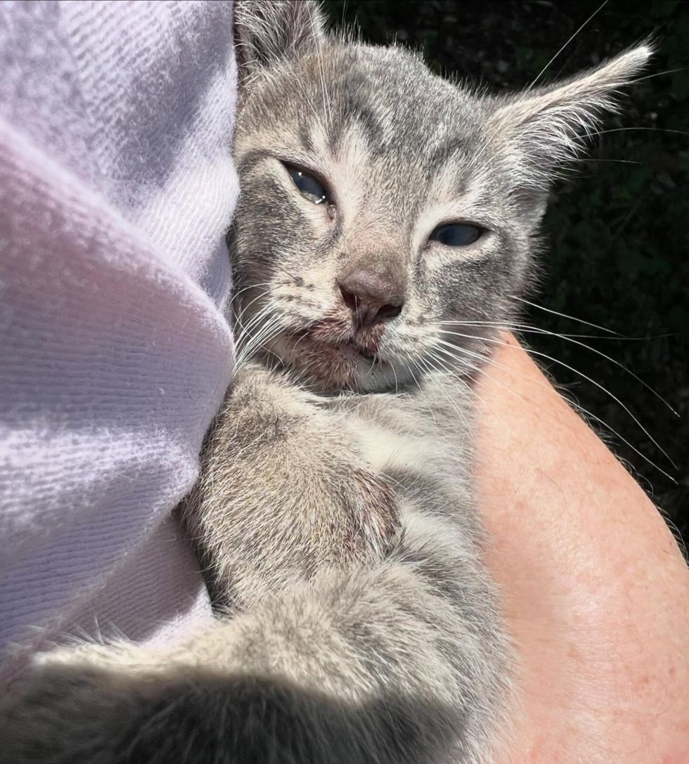 snuggly kitten stray