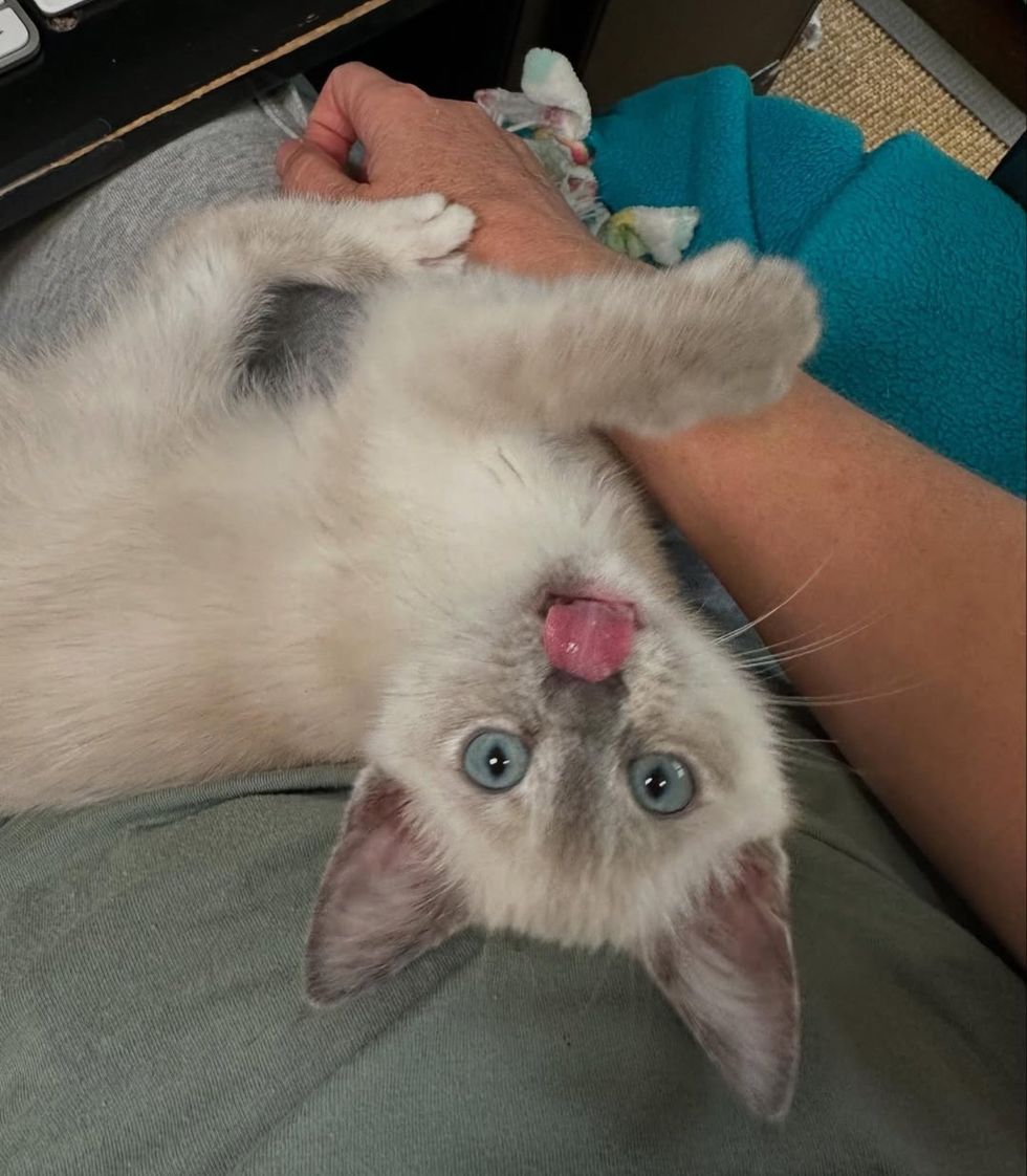 snuggly kitten tongue