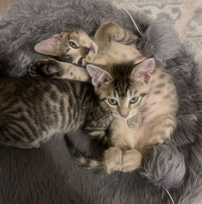 snuggly kittens best friends