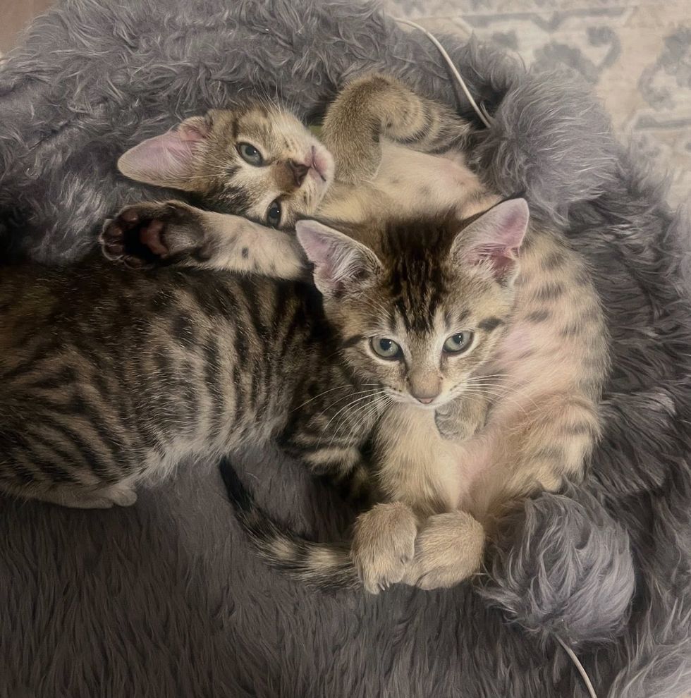 snuggly kittens best friends