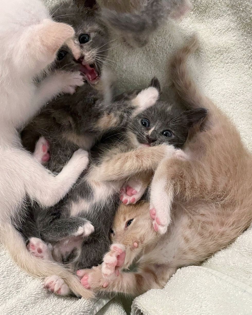 snuggly kittens cuddles