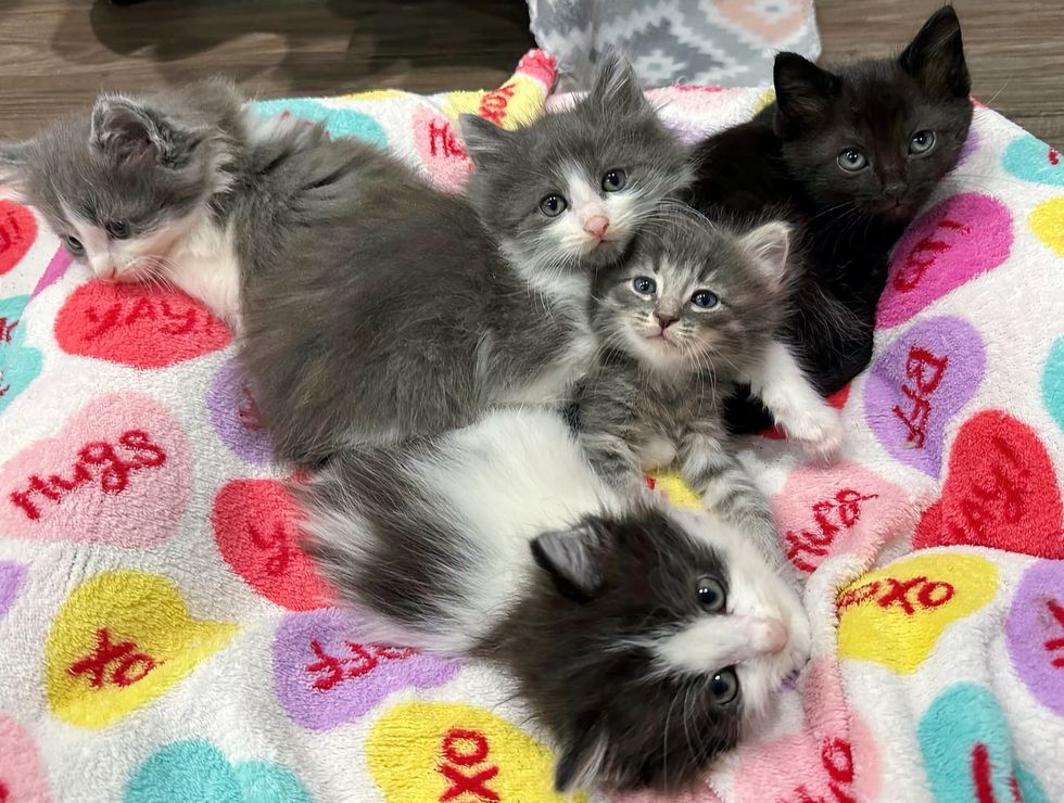 snuggly kittens fluffy