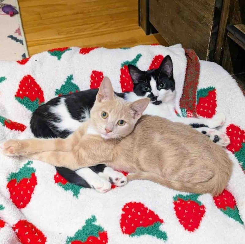 snuggly kittens friends