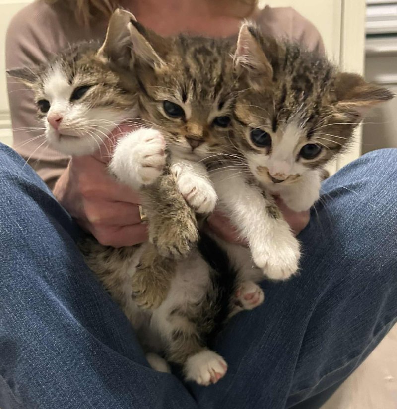 snuggly kittens lap cats