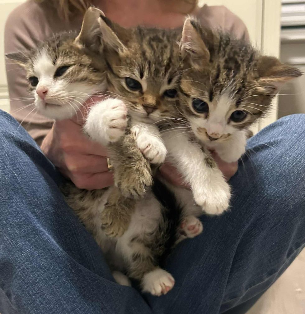 snuggly kittens lap cats