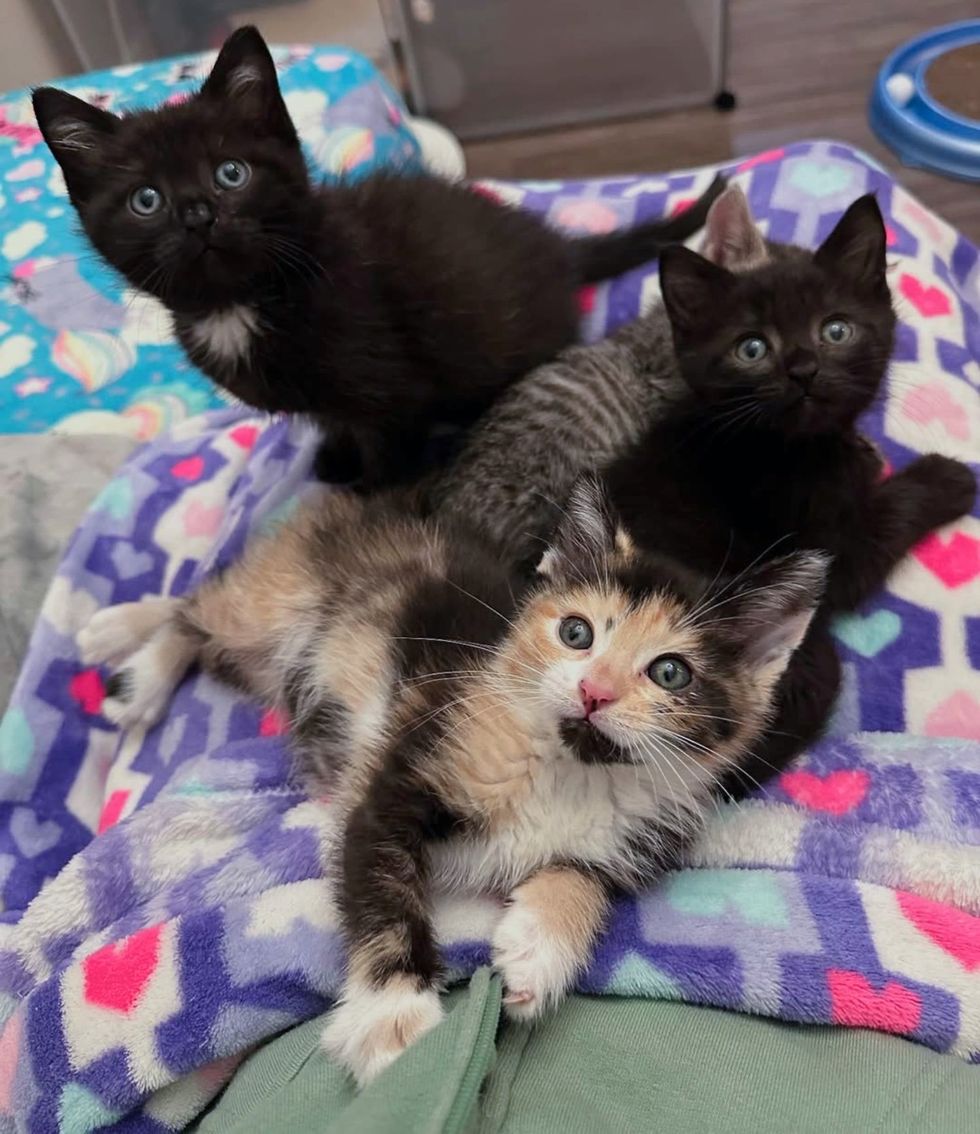 snuggly kittens panther calico