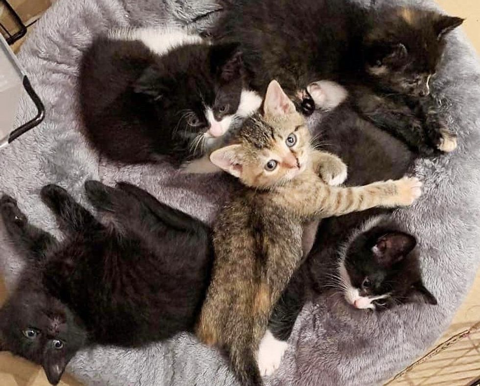 snuggly kittens pile
