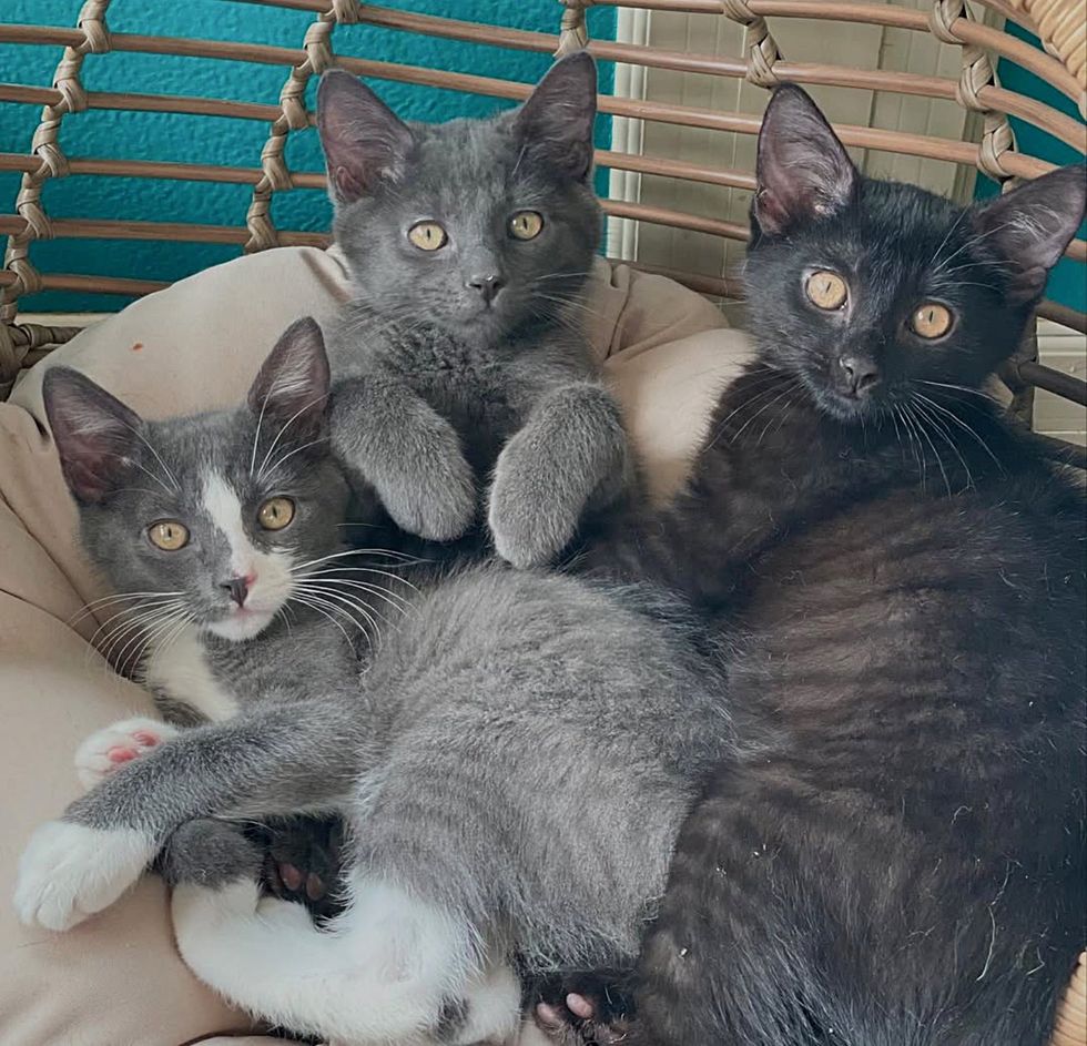 snuggly kittens pile