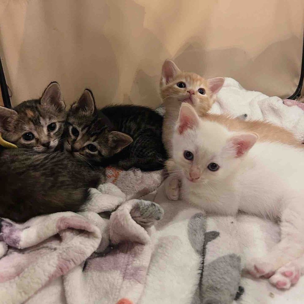 snuggly kittens tabby