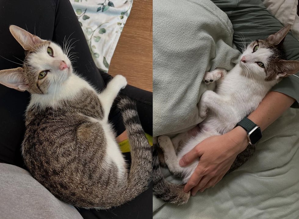 snuggly lap cat happy