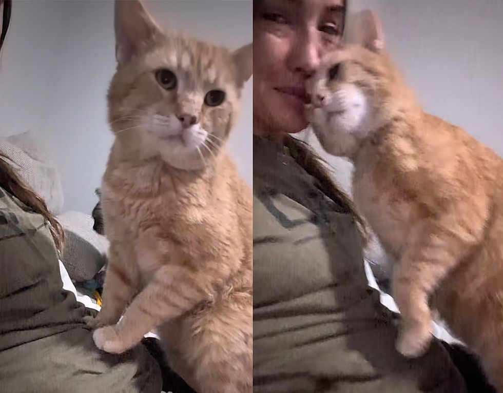 snuggly lap cat orange