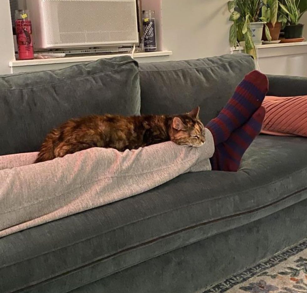 snuggly lap cat sleeping