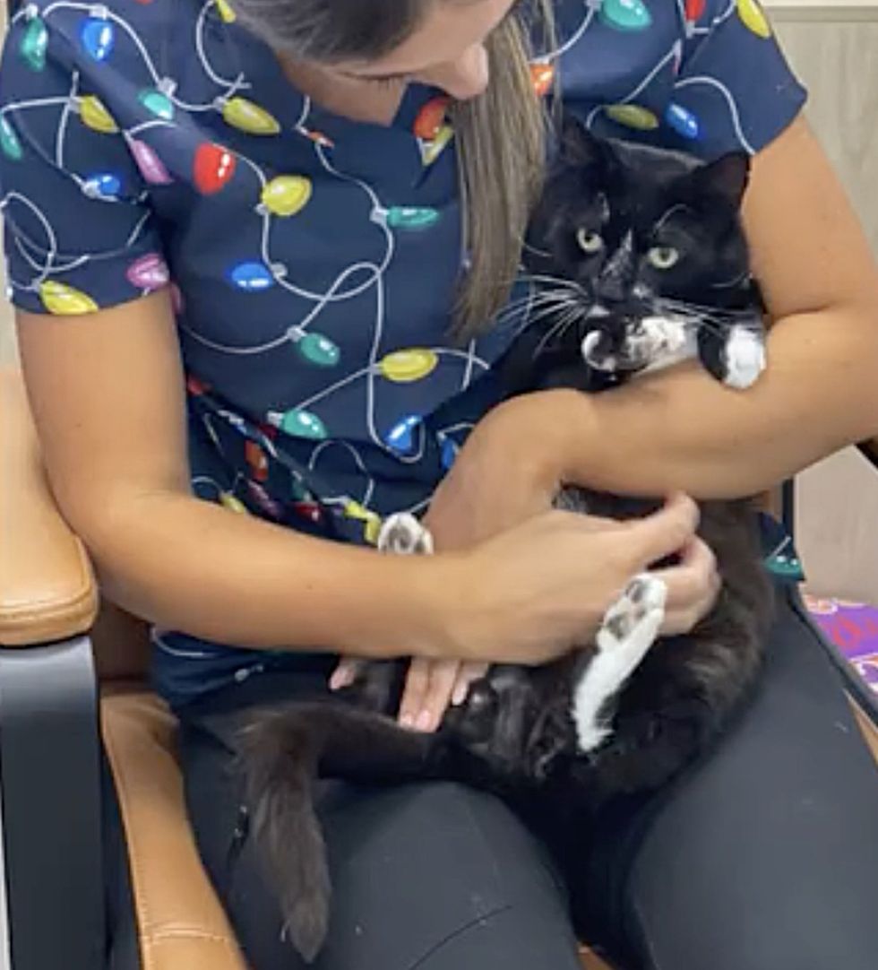 snuggly lap cat