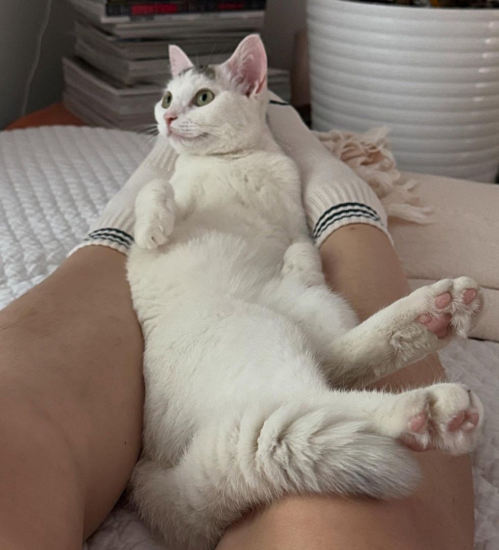 snuggly lap cat