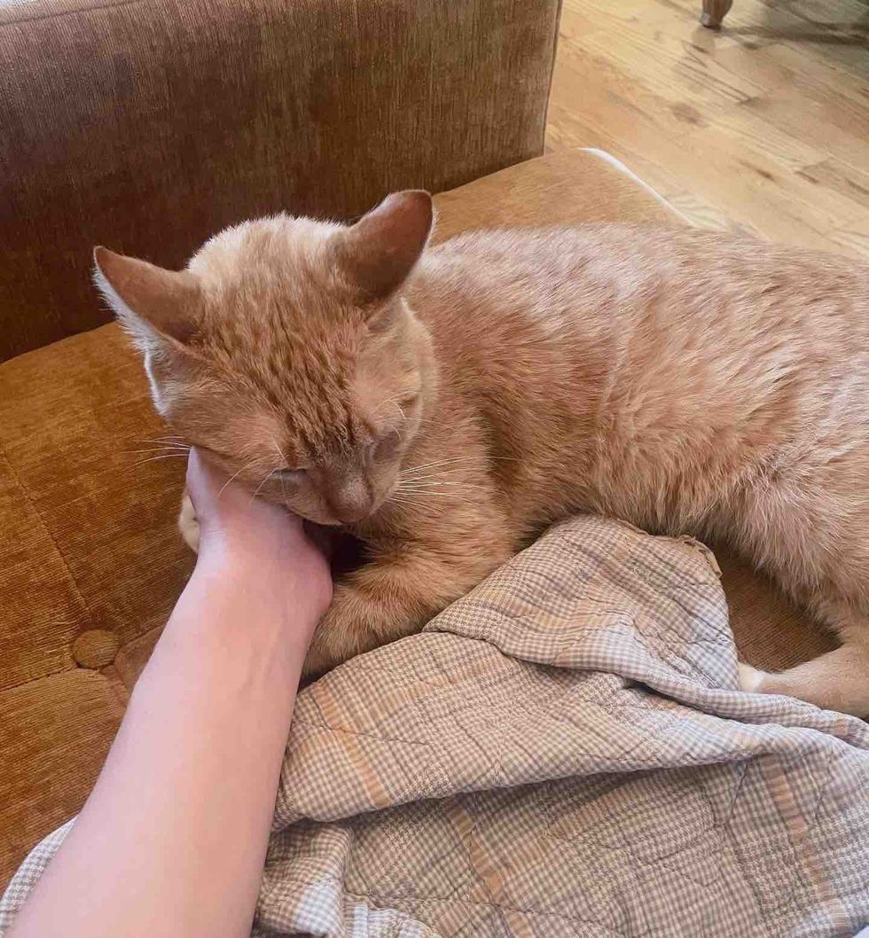 snuggly love bug cat