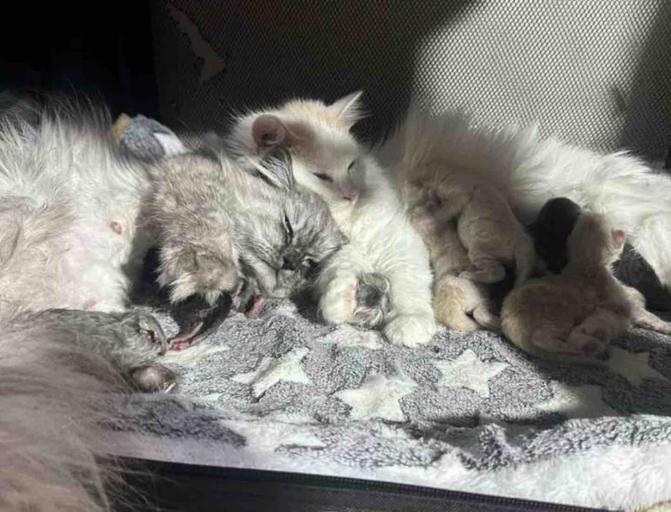 snuggly mother cats kittens