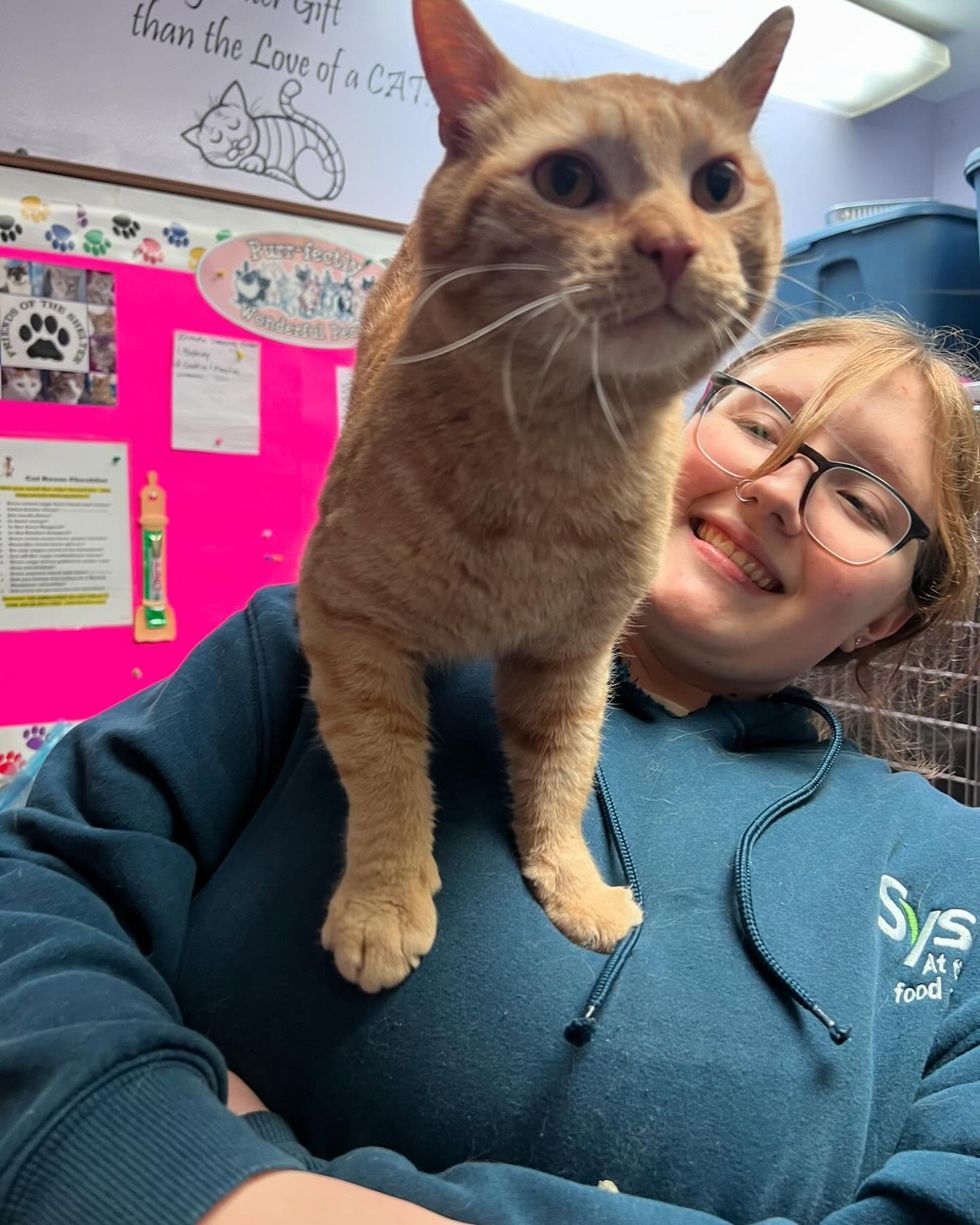 snuggly orange cat shelter