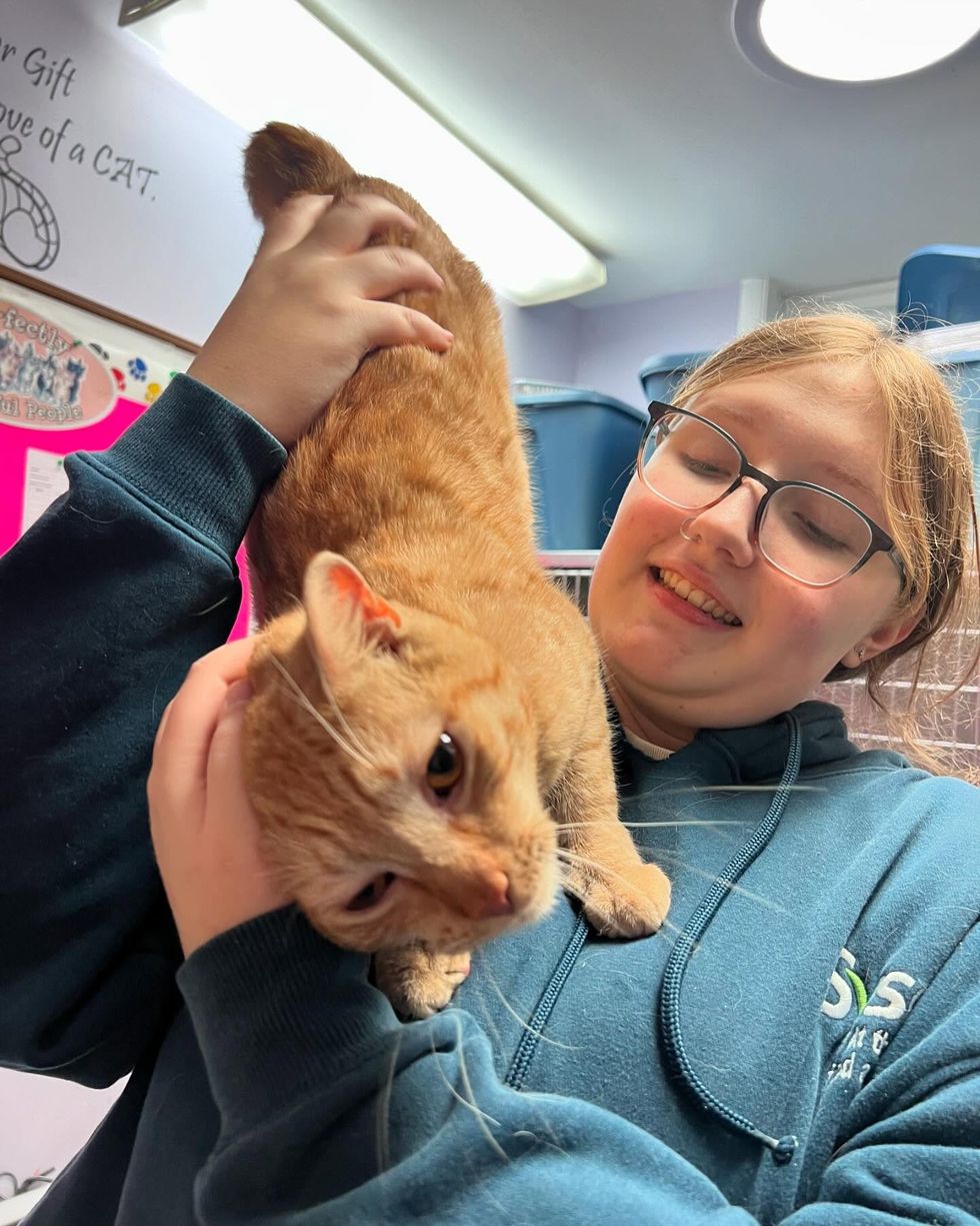 snuggly orange cat shelter