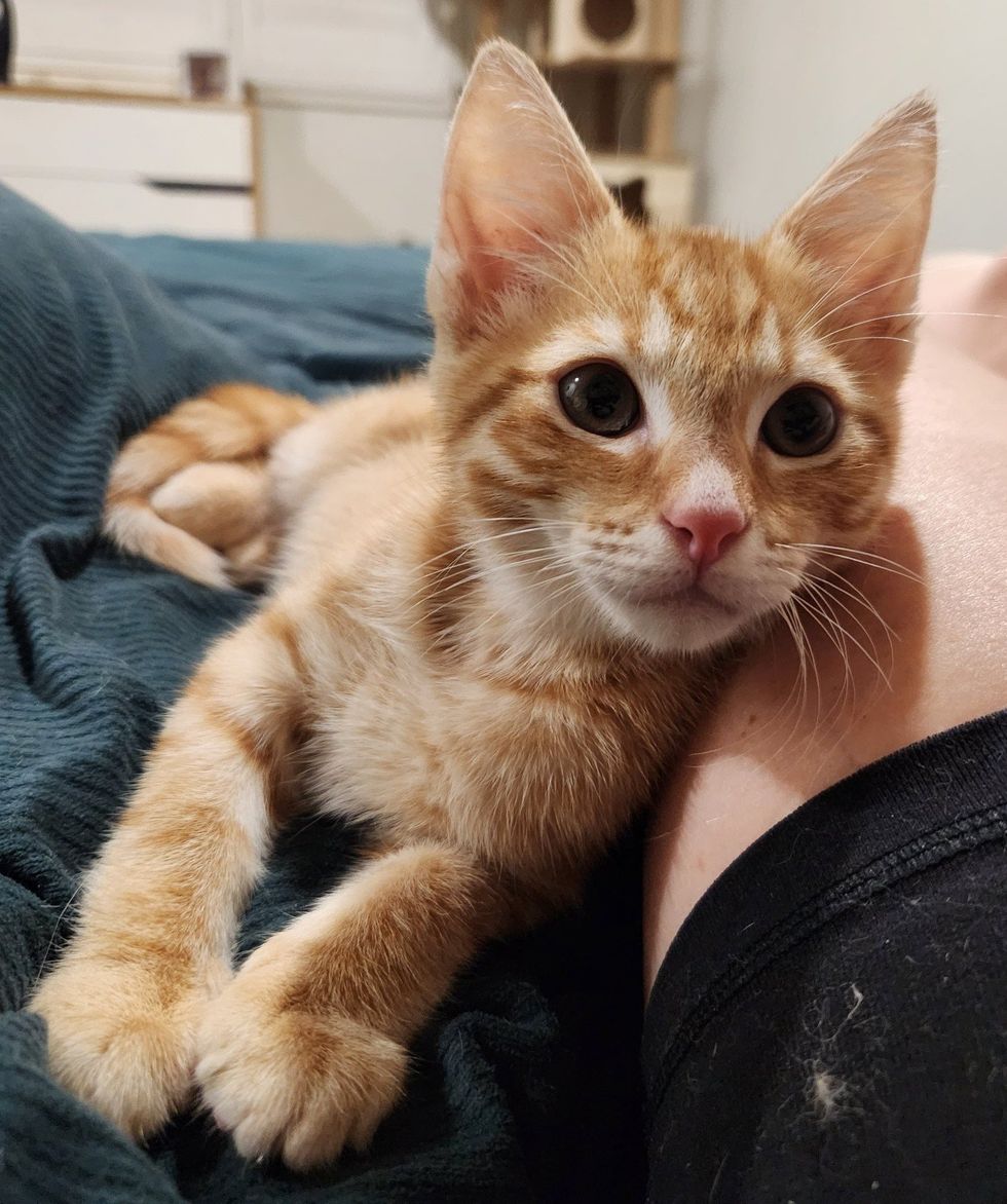 snuggly orange kitten
