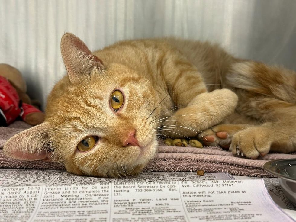 snuggly orange tabby shelter cat