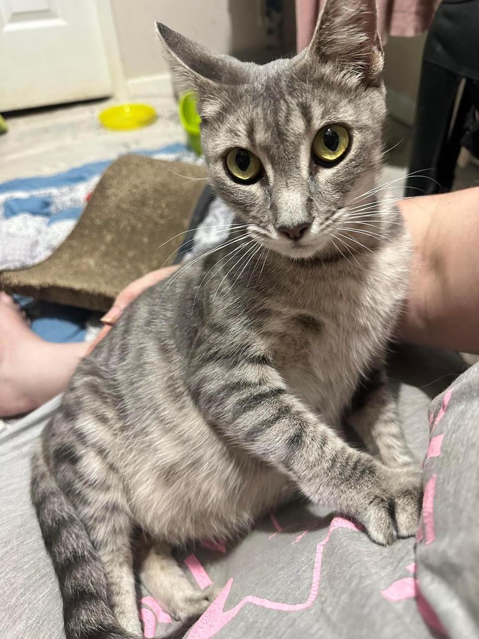 snuggly pregnant cat