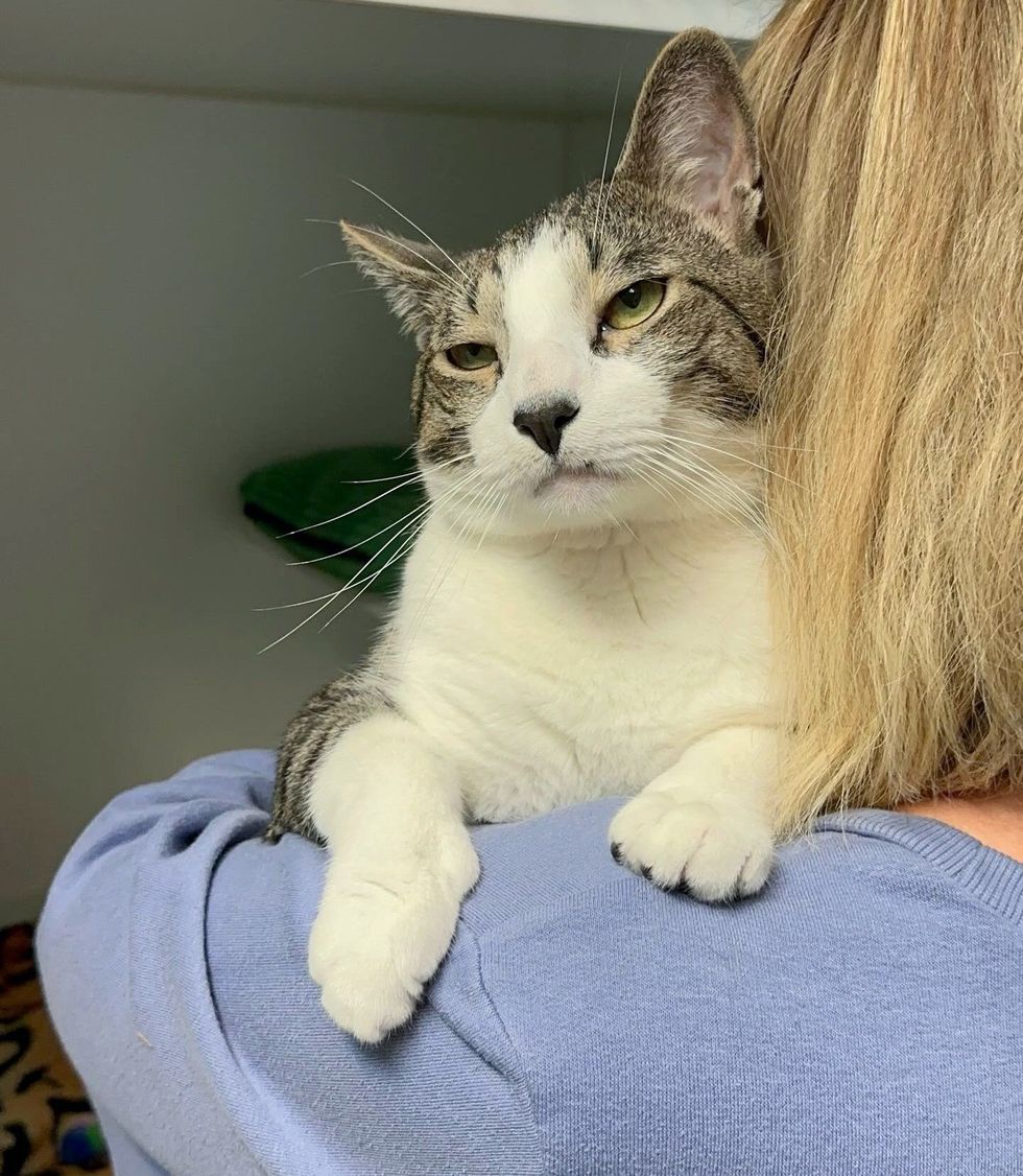 snuggly shelter cat hug