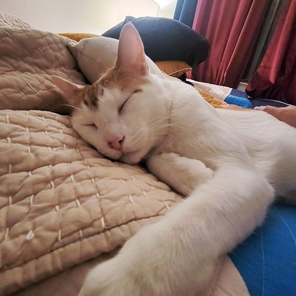 snuggly sleeping cat