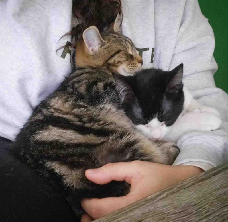 snuggly sleeping kittens friends