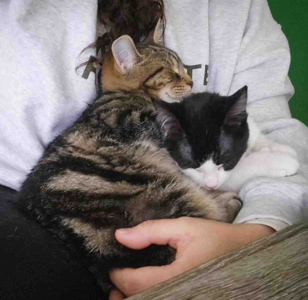 snuggly sleeping kittens friends