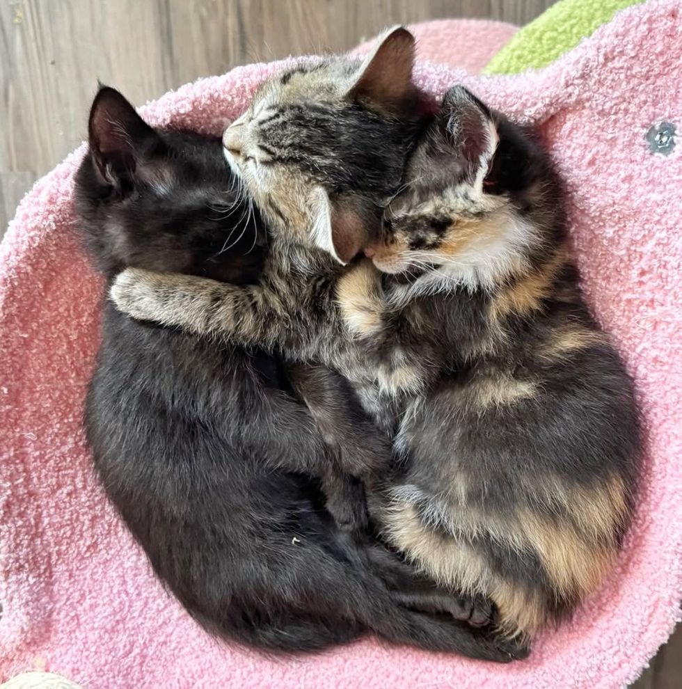 snuggly sleeping kittens