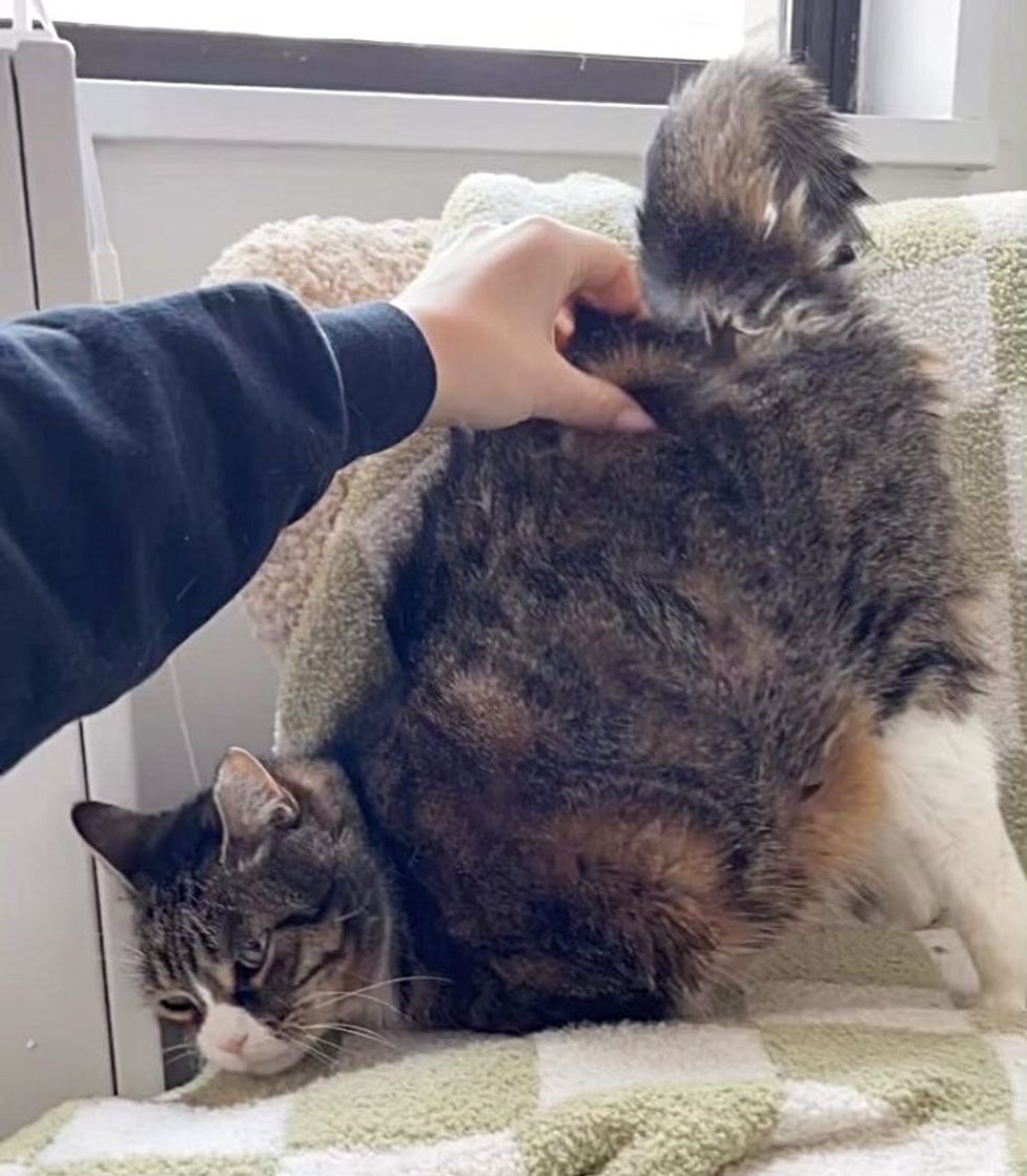 snuggly tabby cat, big bern cat