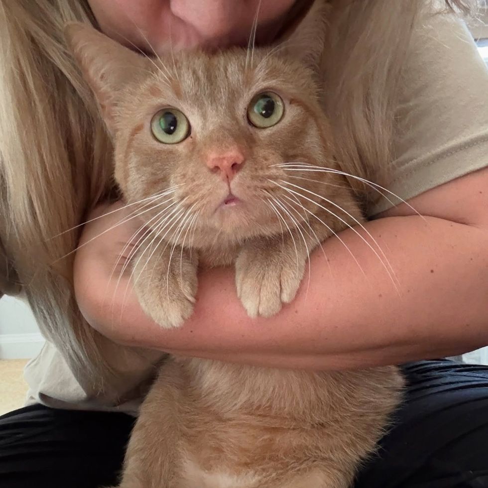 snuggly tabby cat