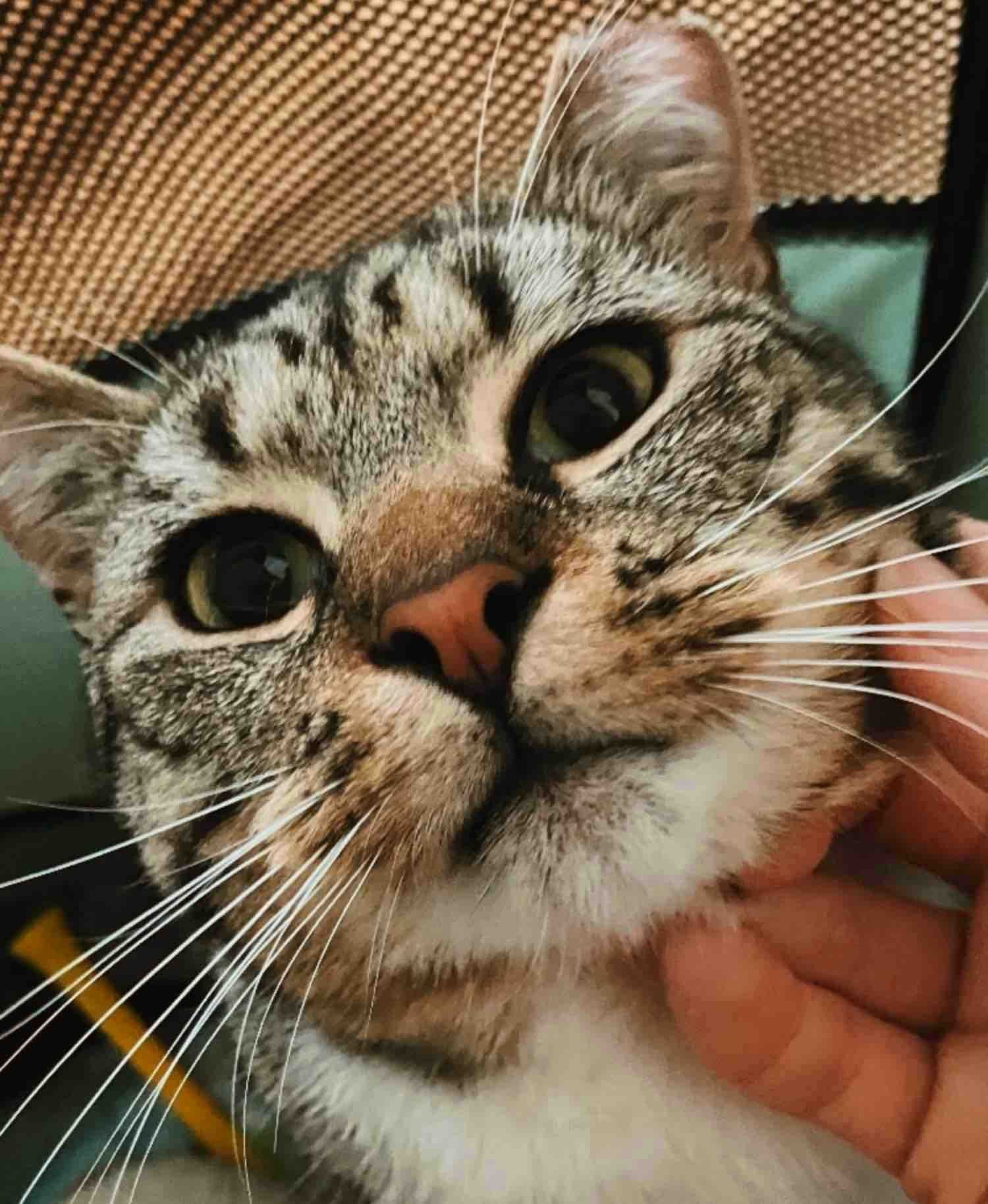 ウィルバーの姿