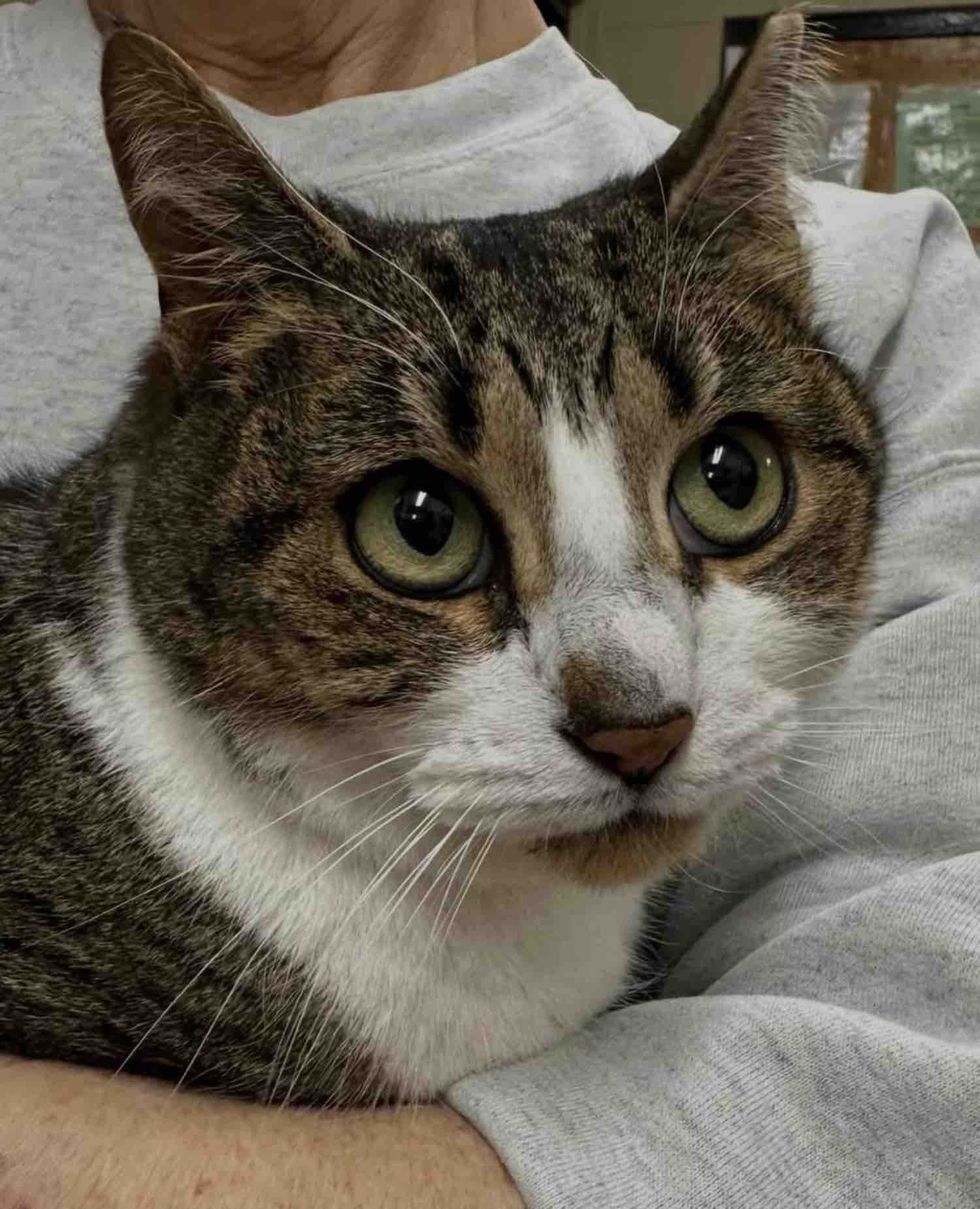 snuggly tabby cat