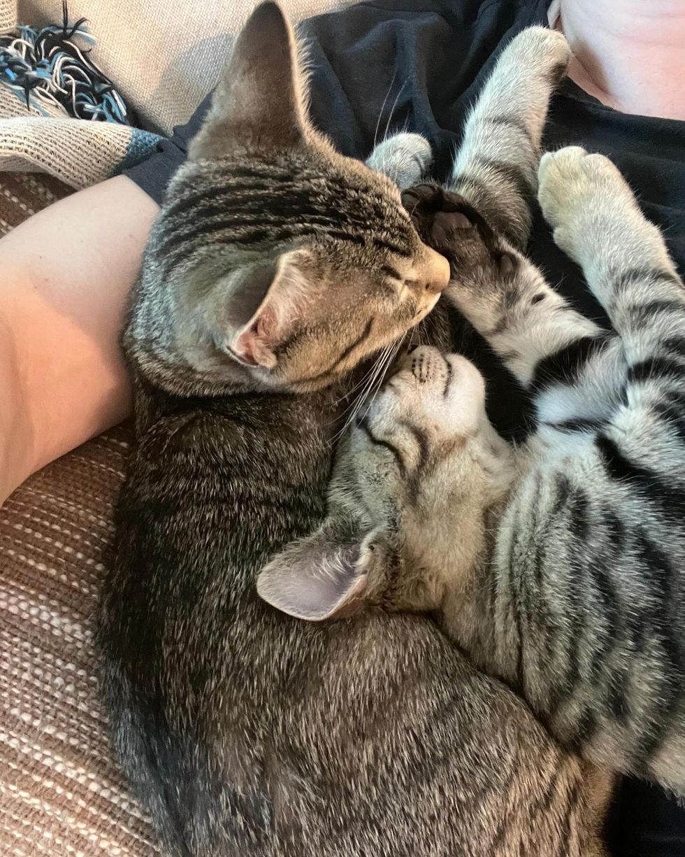 snuggly tabby cats bonded