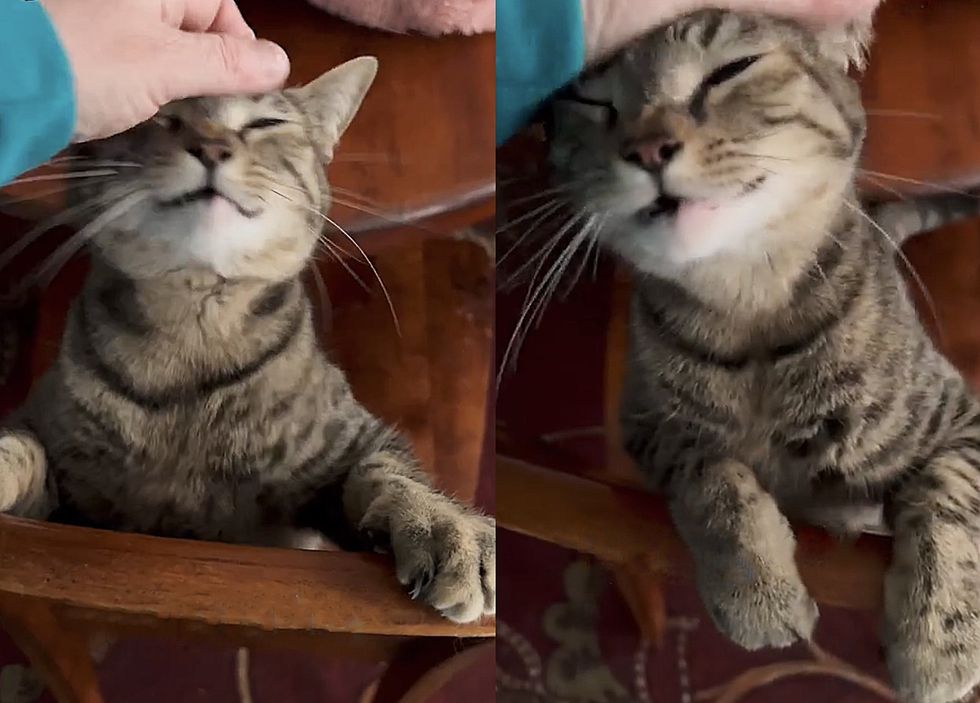 snuggly tabby happy cat